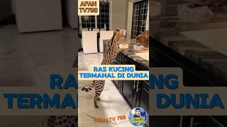 ASHERA ‼ KUCING TERMAHAL DI DUNIA [upl. by Bevus659]