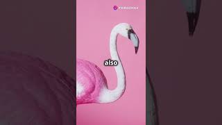 10 Fun Facts About Flamingos You Didnt Know [upl. by Ynaffyt]