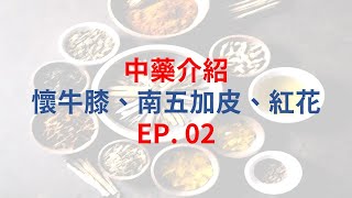 單方中藥介紹EP02 懷牛膝  五加皮  紅花 [upl. by Onailil]