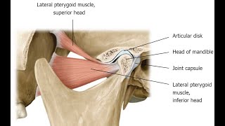 Two Minutes of Anatomy Lateral Pterygoid and Medial Pterygoid Muscles [upl. by Elleiram]