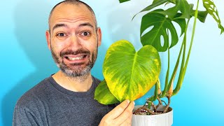 Heres Why Your Monstera Is Turning Yellow [upl. by Nnauol714]