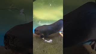 The beautiful Otters shortsvideo shorts otterspool otters animals petslovers zoo zoolife [upl. by Conti]