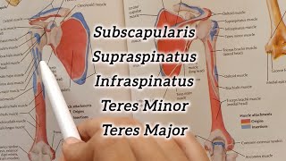 Muscles of Scapular Region  Origin Insertion Nerve Supply Action [upl. by Ezirtaeb102]