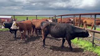 July Picking Replacement Heifers [upl. by Navad]