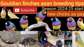 Gouldian finches breeding tips and new season 202425 start Chicks nikal ay [upl. by Parnas]