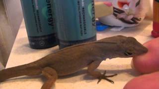 Big Brown Anole Lizard [upl. by Uphemia]