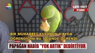 Papağan Habib quotYok artıkquot dedirtiyor [upl. by Nahs]