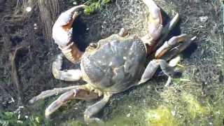 Granchio di fiume Freshwater crab Potamon fluviatile Herbst 1785 [upl. by Alahcim270]