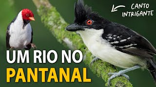 PASSARINHANDO às margens de um RIO no PANTANAL parte 2  Catatau Choróboi Aracuã e mais [upl. by Amar]