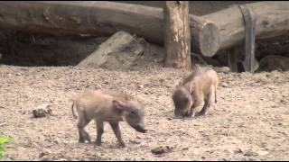 Zoologischer Garten Berlin Baby Warzenschweine  mit der Sony CX 130 [upl. by Lacsap]