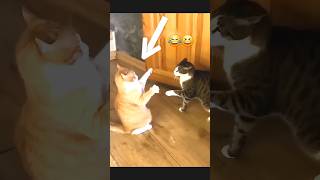 Crazy cats part 1 😂 funny cat catlover animals comedy shorts [upl. by Anawk]