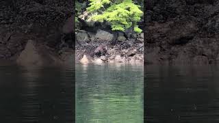 Brown Bear Exiting Water Baranof Island Sitka Alaska [upl. by Hadihahs]