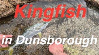 Catch kingfish in Dunsborough 호주 australia fishing 낚시 부시리 kingfish [upl. by Rufina]