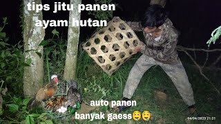 Tips jItu PANEN AYAM HUTAN DI Malam hari POIN BANYAK GAESS 😀😋😋 [upl. by Annonyw]