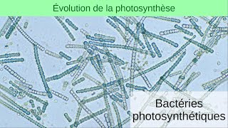 Évolution de la photosynthèse 2  Bactéries photosynthétiques [upl. by Steffi601]