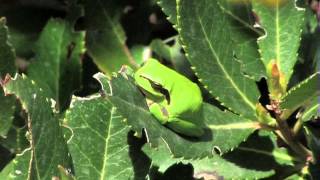 La rainette méridionale Hyla meridionalis [upl. by Odrareg]