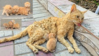 A man helped a dying cat and her kittens You wont believe what happened next [upl. by Maguire527]