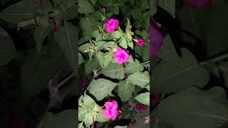 4 O clock flower  Mirabilis jalapa howtogetsuccessinlife successslife biology getsuccess [upl. by Janenna]