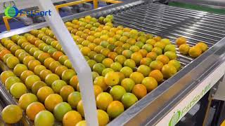 Citrus Cleaning Waxing Drying Sorting MachineKinnow Mandarin Fruit Processing Grading Line [upl. by Anestassia]