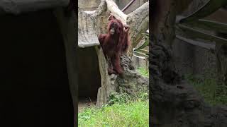 紅毛猩猩Bornean OrangutanTaipei Zoo [upl. by Ahcsat387]