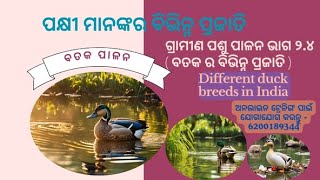 ବତକ ର ବିଭିନ୍ନ ପ୍ରଜାତି Best duck breeds in India Indian runner Khaki Campbell White pekin etc [upl. by Ahsemik]