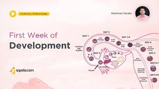 First week of Development  Embryology Lecture  Medical VLearning Courses Platform [upl. by Retnuh745]