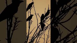 Crows Nature’s Clever ProblemSolvers facts crows birds [upl. by Blader]