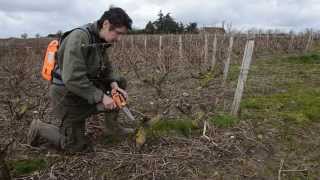 Curetage dun cep atteint desca à Vouvray par Nicolas Brunet [upl. by Gardie]