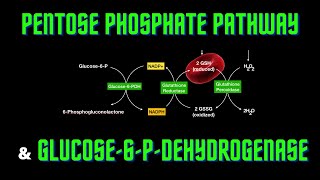 USMLE Step 1  Lesson 59  Pentose Phosphate pathway and glucose6Pdehydrogenase deficiency [upl. by Hedges252]