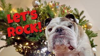 Reuben the Bulldog Christmas Tree Rock [upl. by Sarilda903]