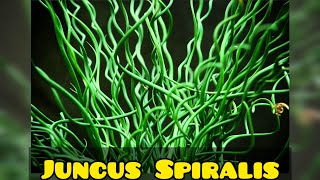 Juncus Spiralis Como Cultivar [upl. by Hernandez]