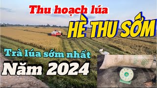 HÈ THU 2024 THU HOẠCH LÚA HÈ THU SỚM TRÚNG HƠN ĐÔNG XUÂN CHÍNH VỤ ÁP DỤNG 90 SẢN PHẨM VIỆT SANG [upl. by Lew305]