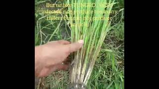 How to spot RICE GRASSY STUNT DISEASE RGSD shorts farming paddycultivation agriculture [upl. by Coonan726]