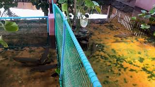 พ่อแม่ ทองอินโด แท้ๆ ที่ wish arowana farm [upl. by Jonell]