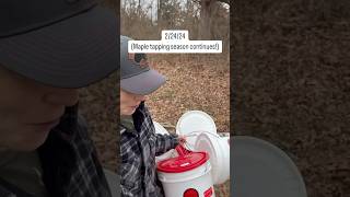 MAPLE TAPPING Collect sap make syrup collect sap make syrup lol homestead maplesyrup diy [upl. by Noval]