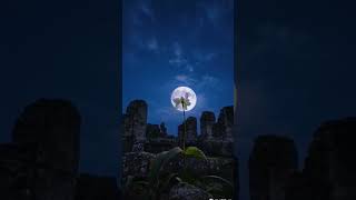 a flower roaring with moon light at the night nature shortvideo flowers nightlife sky moon [upl. by Elleina]