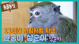 11년간 사람처럼 지낸 재간둥이 원숭이 ‘삼순이’ I TV동물농장 Animal Farm  SBS Story [upl. by Garling746]