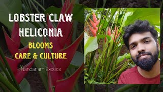 Lobster Claw Heliconia Plant  Culture and Care [upl. by Darren]