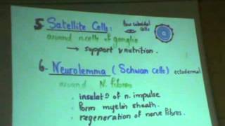 Dr Gihan CNS 5 part2 Brain barrierscerebrum amp neuroglia [upl. by Eelek]