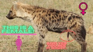 Female hyenas have a pseudopenis [upl. by Joyan]