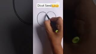 Dicot Seed Easy Labelled Diagram youtubeshorts ytshorts shorts viral biology drawing [upl. by Einnep851]