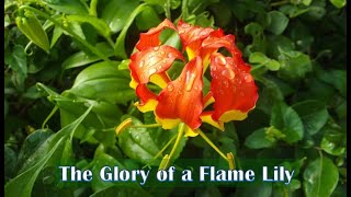 100724 The Glory of a Flame Lily [upl. by Eidassac]