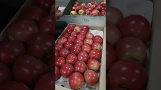 Gala Apple Variety applefarmer [upl. by Doe522]