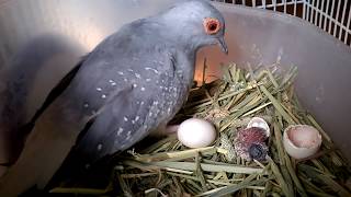 Baby diamond dove just hatched [upl. by Etakyram]