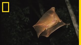 Its a Bird Its a Plane  Its a Colugo  Nat Geo Live [upl. by Corette230]