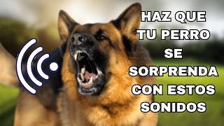 23 Ladridos de Perros Sorprendentes Para Hacer Que Tu Perro Reaccione [upl. by Alesig730]