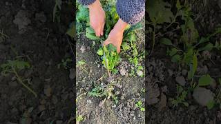 Harvesting fresh mustard greens process [upl. by Ap]