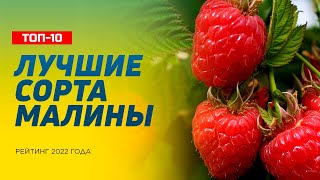 ТОП10 Лучших Сортов Малины – Рейтинг 2022 года [upl. by Anegal]