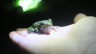 Gray Tree Frog Mating Call [upl. by Norvall]