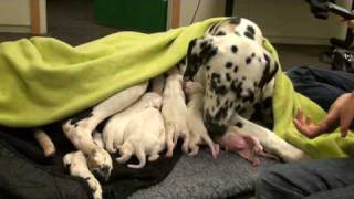 Dalmatian puppies new born [upl. by Grace962]